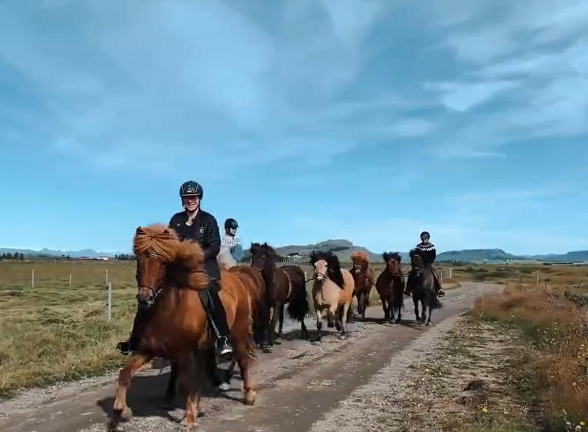 Icelandic horses